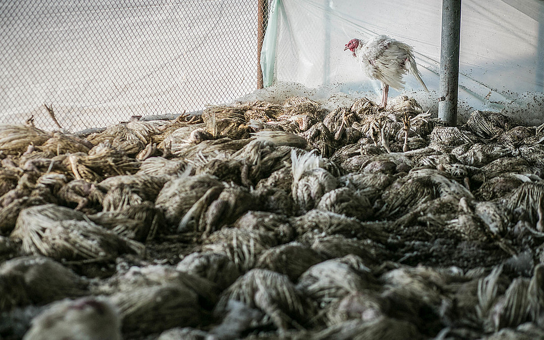 New Report Explores the Role of Factory Farming in the Spread of Avian Influenza