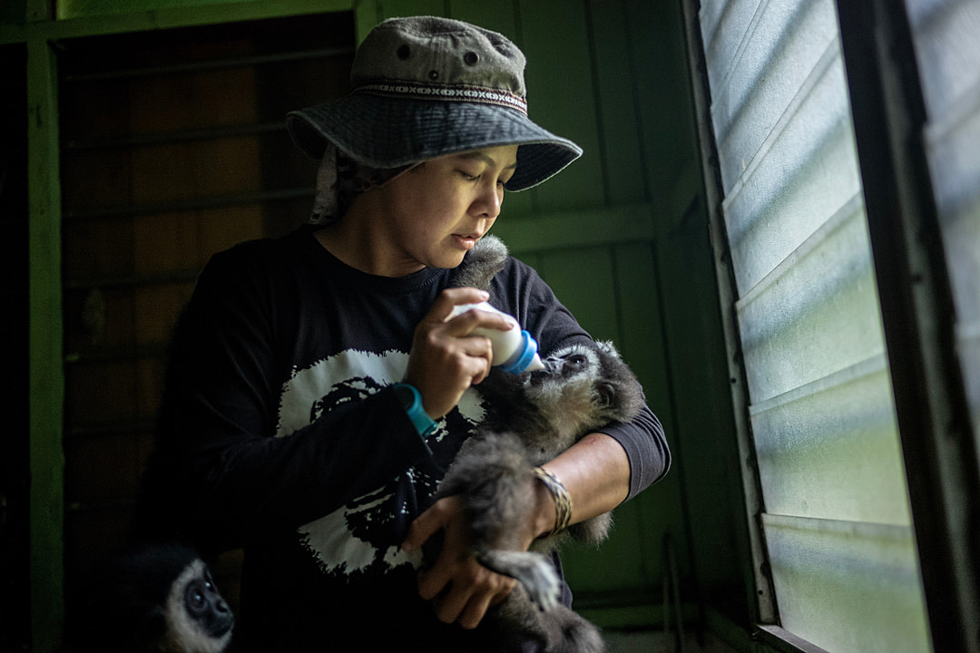 Bam hand feeds an infant gibbon milk from a bottle at her home. Malaysia, 2019. Justin Mott / Kindred Guardians Project / We Animals Media