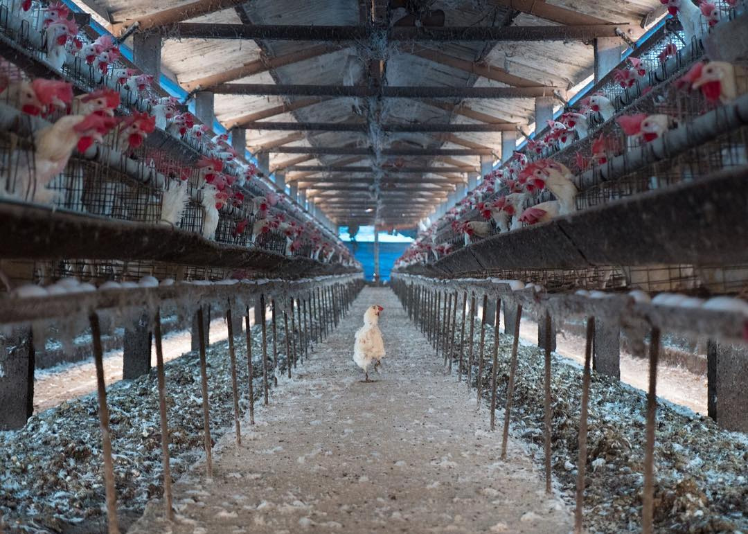 Hen on an industrial egg farm