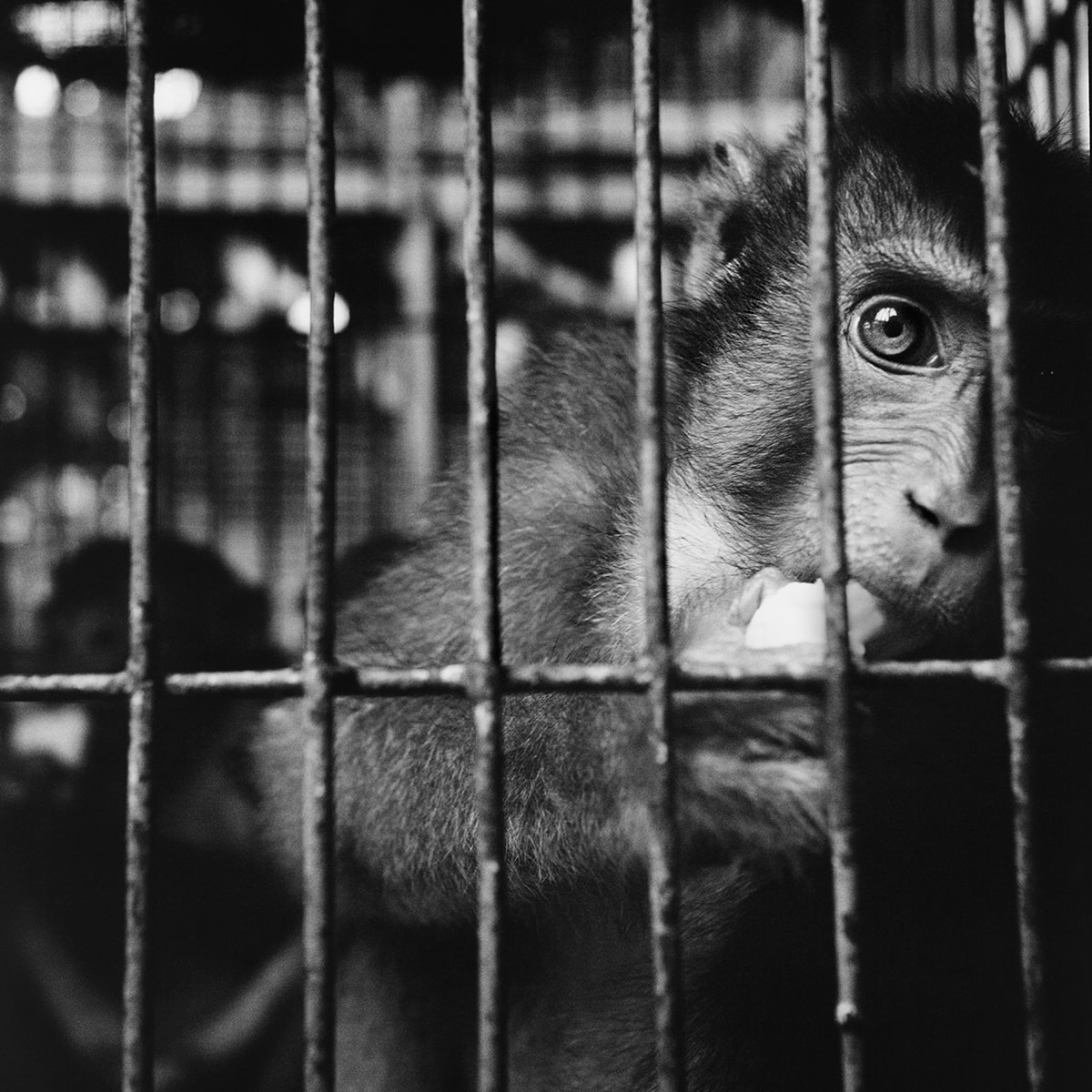 Trading to Extinction-Book