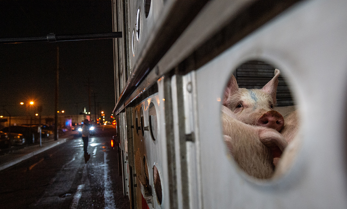 Los Angeles Animal Save vigil at the Farmer John slaughterhouse. Dozens of trucks filled with pigs arrived and activists gave water to the thirsty pigs. USA, 2019. Jo-Anne McArthur / We Animals Media