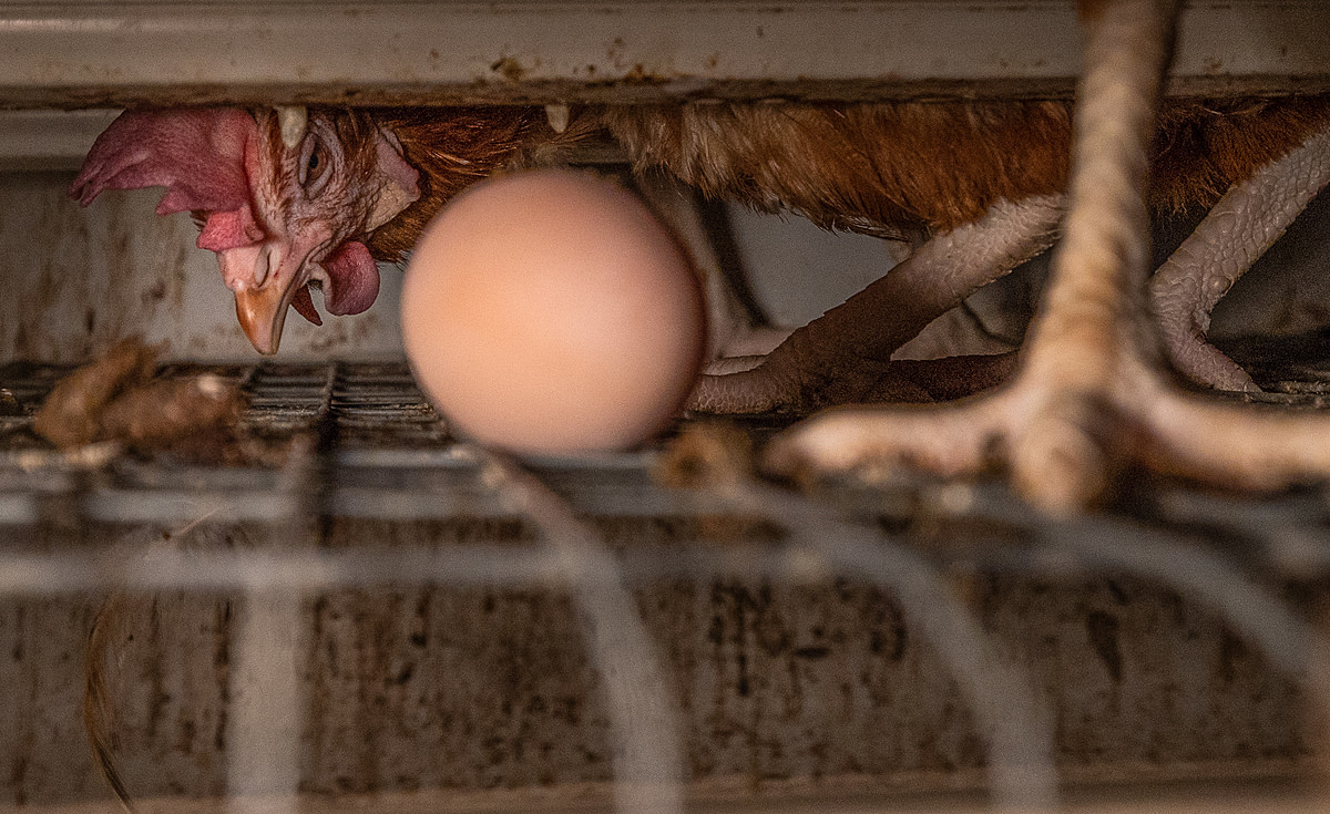 A laying hen in a battery cage on an industrial egg production farm peers from behind an egg. Their eggs are laid on a wire grid and transported away by conveyor to another building. Poland, 2022. Andrew Skowron / We Animals Media