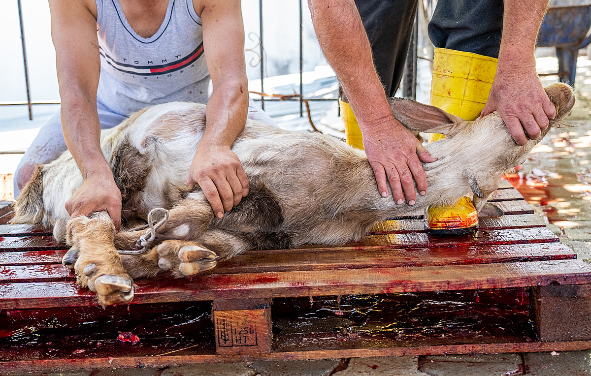 In the yard of an animal breeder in Turkiye, men pin down a bound goat about to be slaughtered. This goat will be killed while fully conscious as a ritual animal sacrifice, or "Qurban," so the goat's owner may observe the Islamic Eid al-Adha holiday traditions. During this four-day holiday, millions of animals are slaughtered in Turkiye alone. Türkiye, 2022. Havva Zorlu  We Animals Media