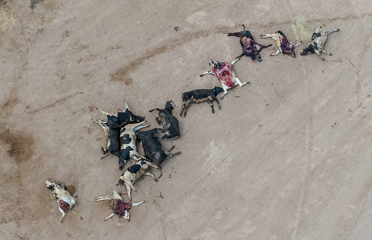 The splayed and bloated bodies of dead cattle, some appearing to be dairy breeds, lie decomposing in the yard of a massive feedlot. This particular facility holds up to 115,000 cattle. McElhaney Feedyard, Wellton, Arizona, USA, 2023. Ram Daya / We Animals Media