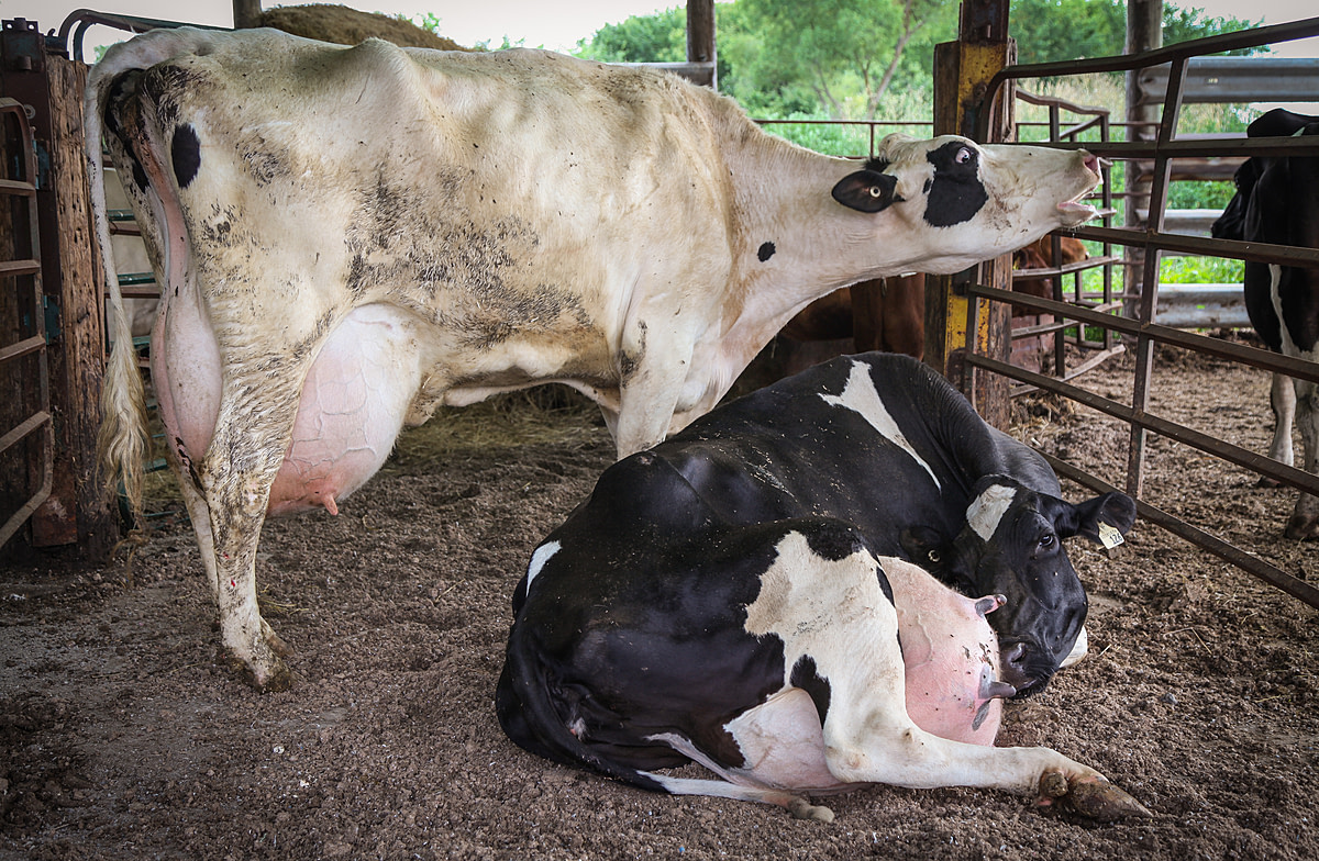 Two dairy cows with full udders wait in a holding pen at a livestock auction in Ontario.