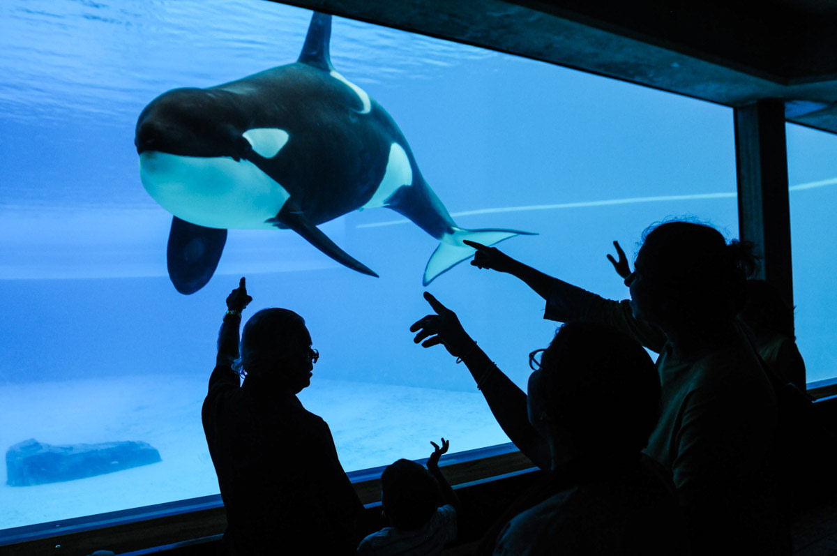 Kiska, a lone orca at Marineland. Canada, 2011.