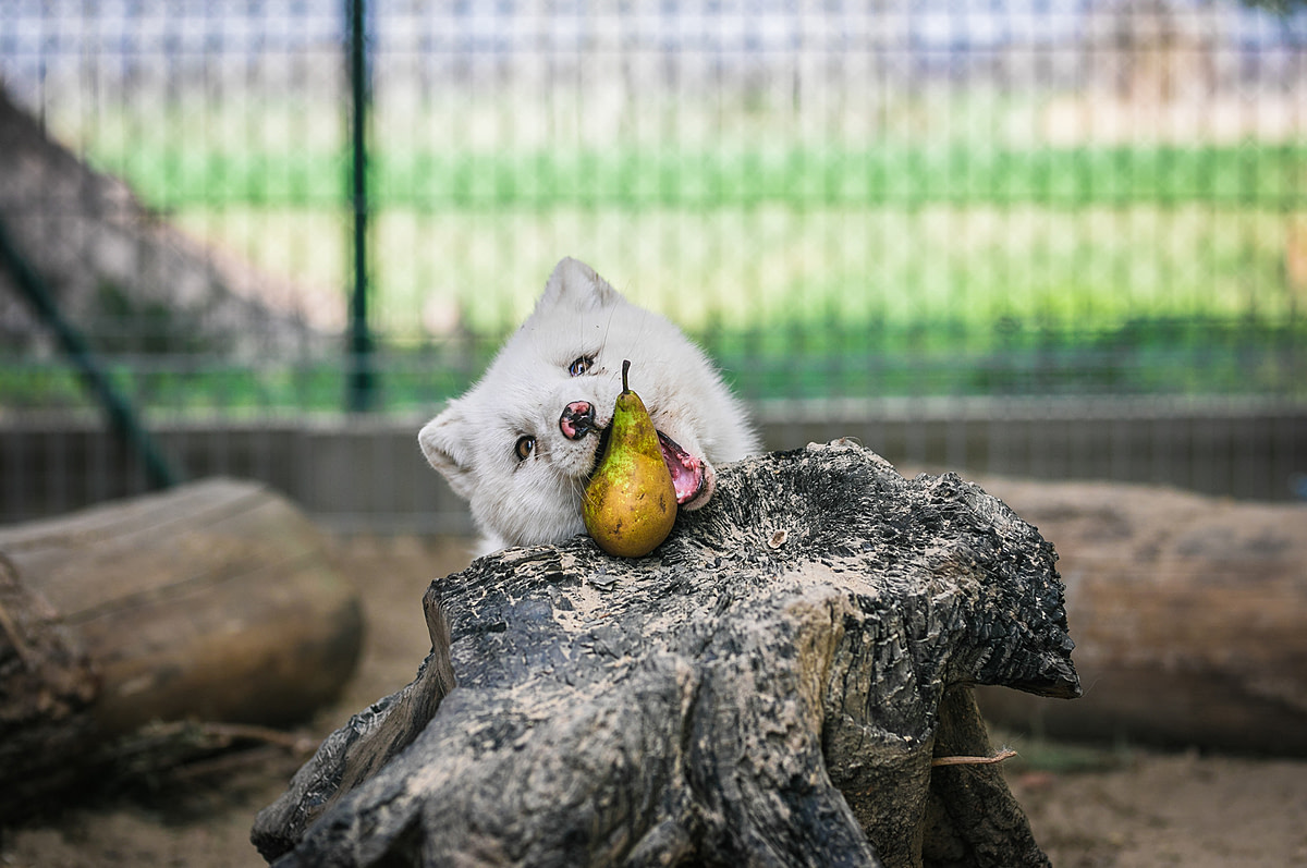 Rescued arctic fox Maciek takes a bite of his first-ever pear at a Polish animal sanctuary after being saved from the fur industry by the animal advocacy organization Open Cages (Otwarte Klatki). Maciek was discovered on a fox fur farm in Karski, Poland, with an irreparable open fracture on his left hind paw, resulting in the amputation of his injured limb and adaptation to life on three legs using his bent tail as a balancing aid. Maciek now resides at the sanctuary in a shared enclosure with vixen Franka, a fellow rescued fox. Psu Braty Animal Sanctuary, Poland, 2020. Andrew Skowron / We Animals Media