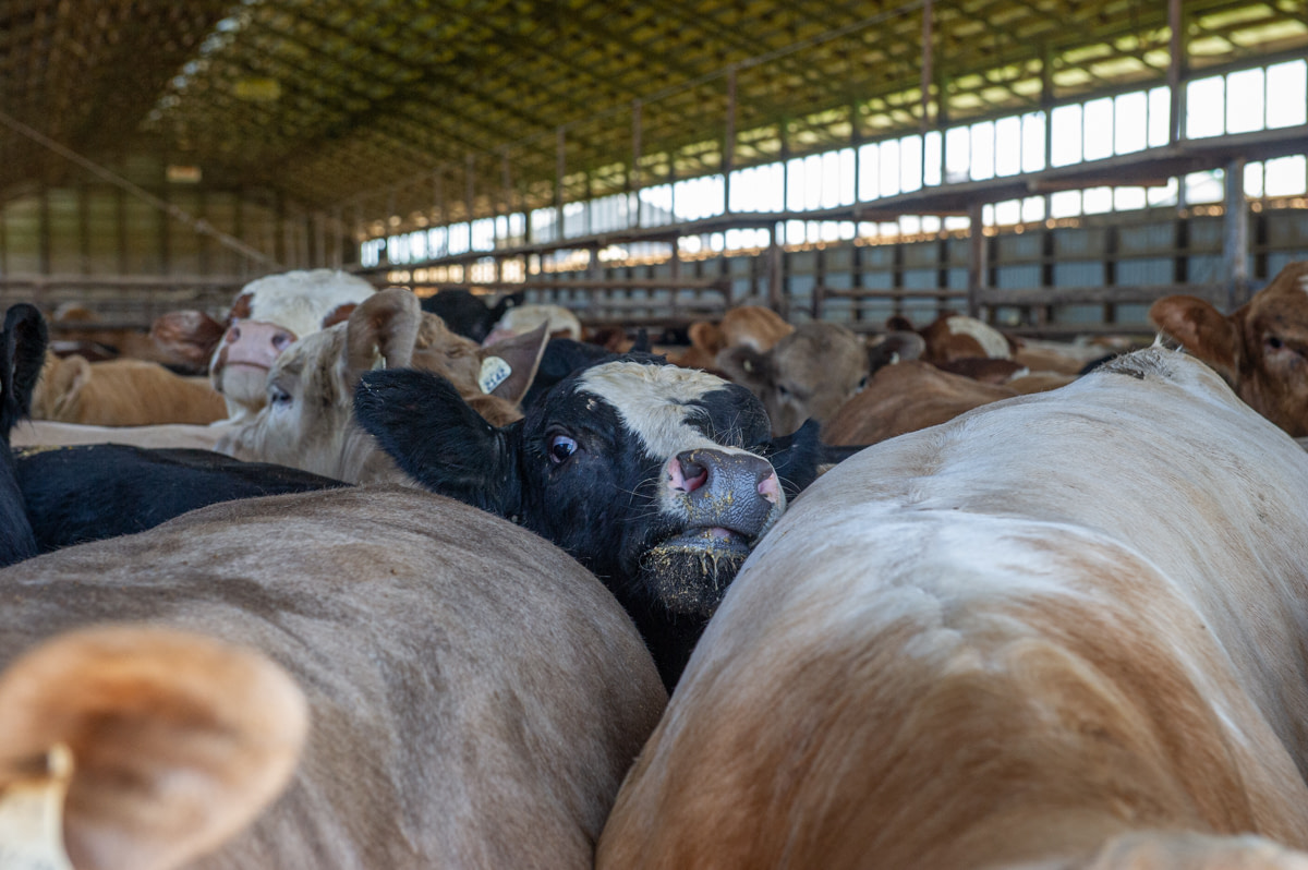 Cattle living in a feedlot. Canada, 2022. Julie LP / We Animals Media