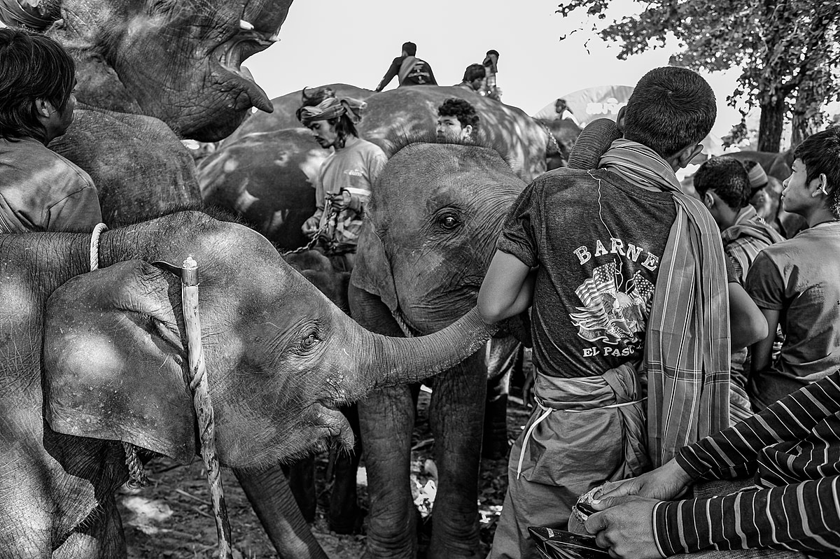 Mahouts prepare their elephants for the day's performance and street begging at the Surin Elephant Festival. Thailand, 2011. Adam Oswell / We Animals Media