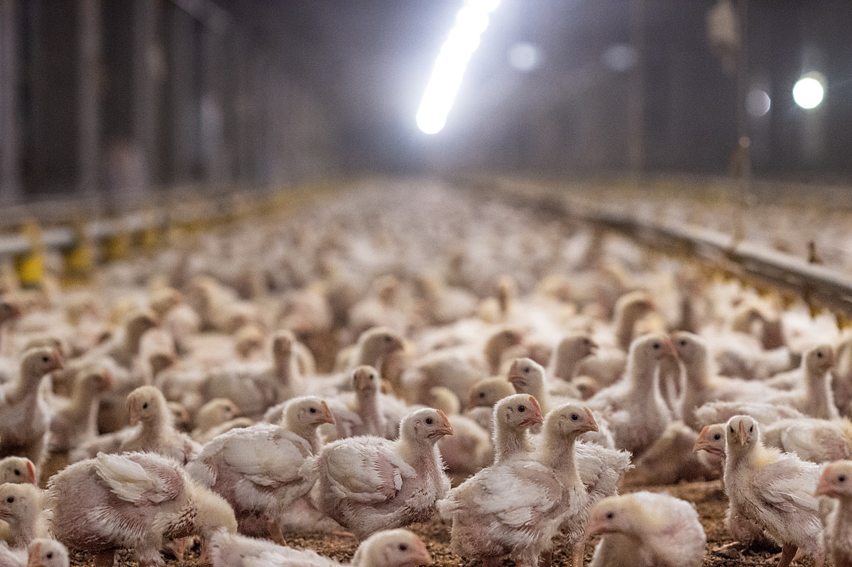 Tens of thousands of young chickens in a multi-level industrial farm. Taiwan, 2019.  Jo-Anne McArthur / We Animals Media