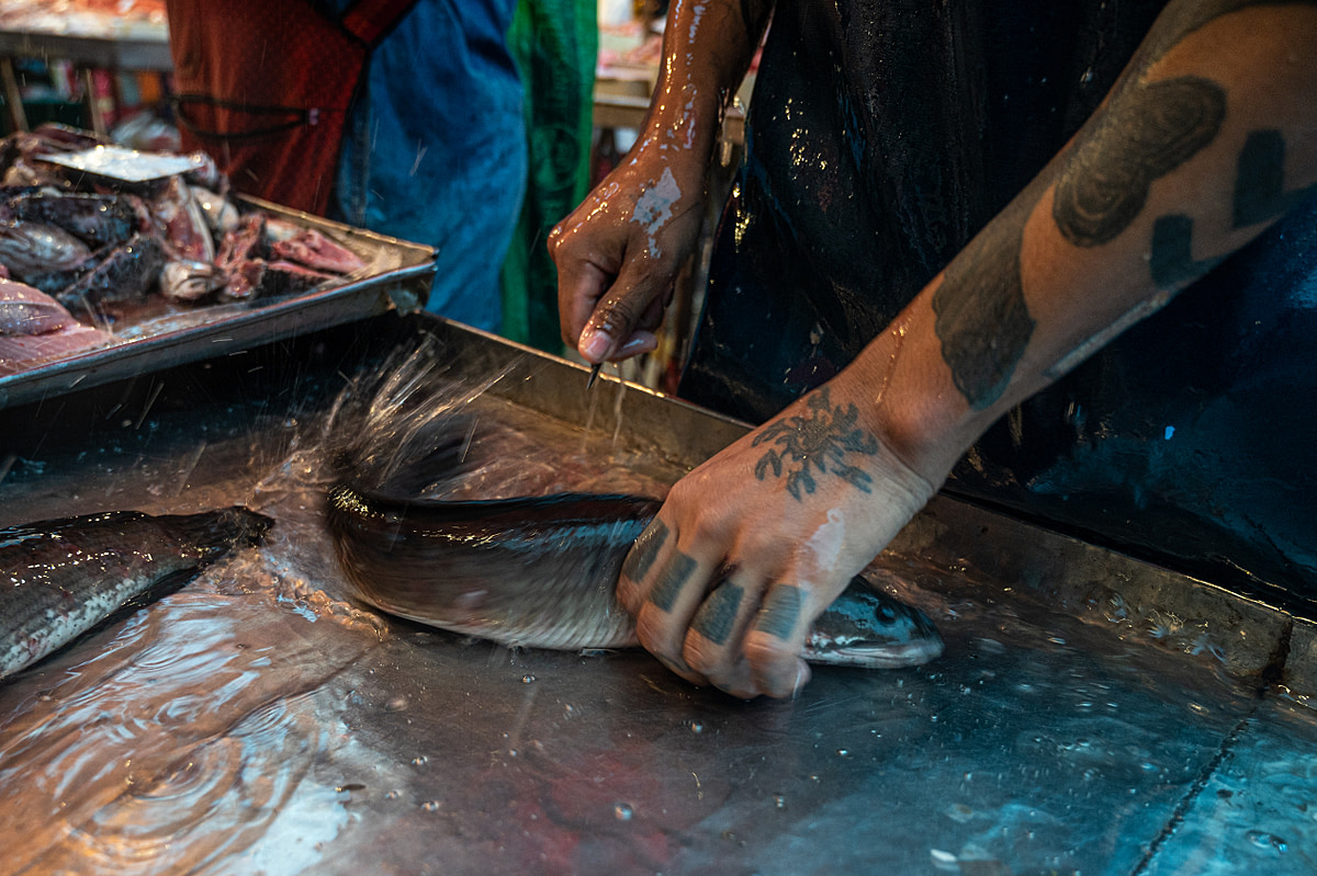 A fishmonger grasps a live snakehead and prepares to paralyze the fish with a metal spike at a fish stall in a wet market in Thailand. Thailand, 2021. Mako Kurokawa / Sinergia Animal / We Animals Media