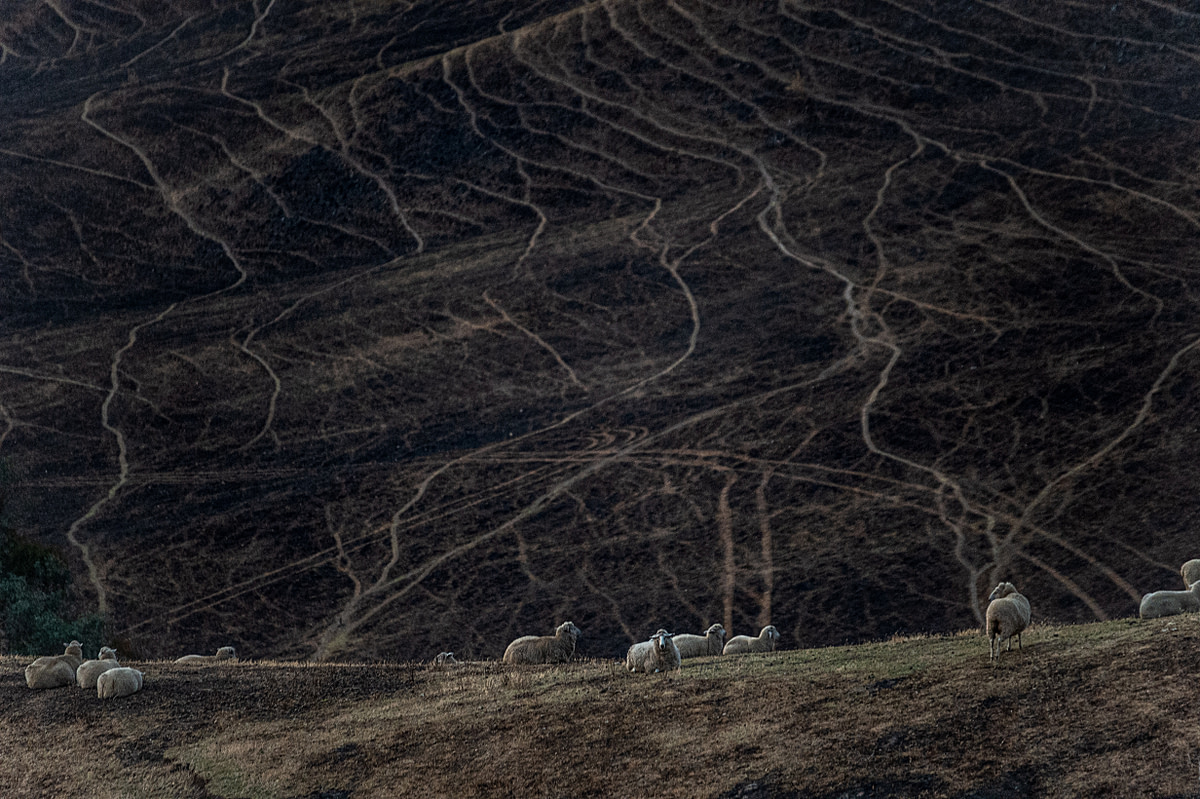 Sheep graze on scorched land in the Buchan area. Australia, 2020. Jo-Anne McArthur / We Animals Media.