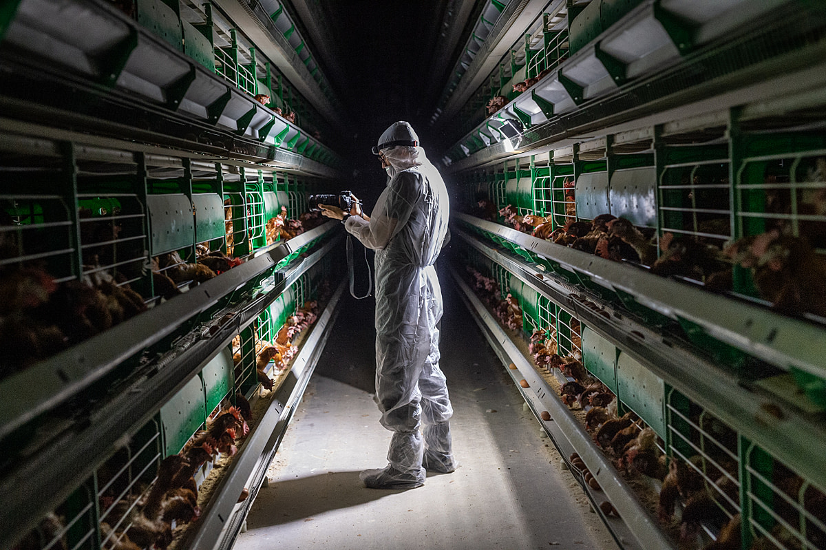 An activist documents conditions for hens in an egg-laying barn. Spain, 2017. Jo-Anne McArthur / Animal Equality / We Animals Media