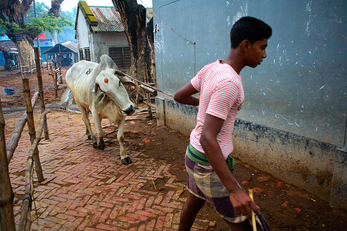A young cattle dealer pulls his animal to the market in Bagachra, a small town near the Indian border. It is one of the largest cattle markets in southwest Bangladesh. According to the proprietor several thousand cattle change hands here every market day. Bangladesh, 2015. Christian Faesecke / We Animals Media