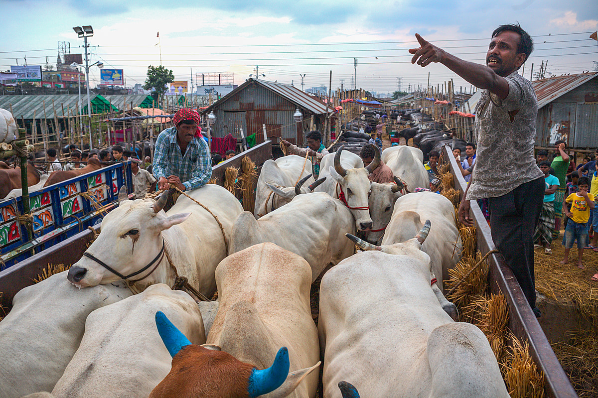 A livestock truck enters the cattle market of Gabtoli in the western district of the capital city Dhaka. In the early morning, fully laden trucks arrive nearly every minute. The malnourished cattle are unloaded into wooden holding pens, where they are fed and given water. Bangladesh, 2015. Christian Faesecke / We Animals Media