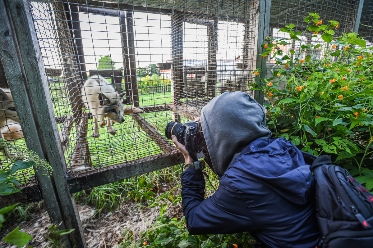 A photojournalist documents a calico or marble fox dwelling inside a barren wire mesh cage at fur farm in Quebec. Foxes raised on fur farms spend their entire lives in cages such as these. They are used for breeding or will eventually themselves be killed for their fur. Canada, 2022. We Animals Media