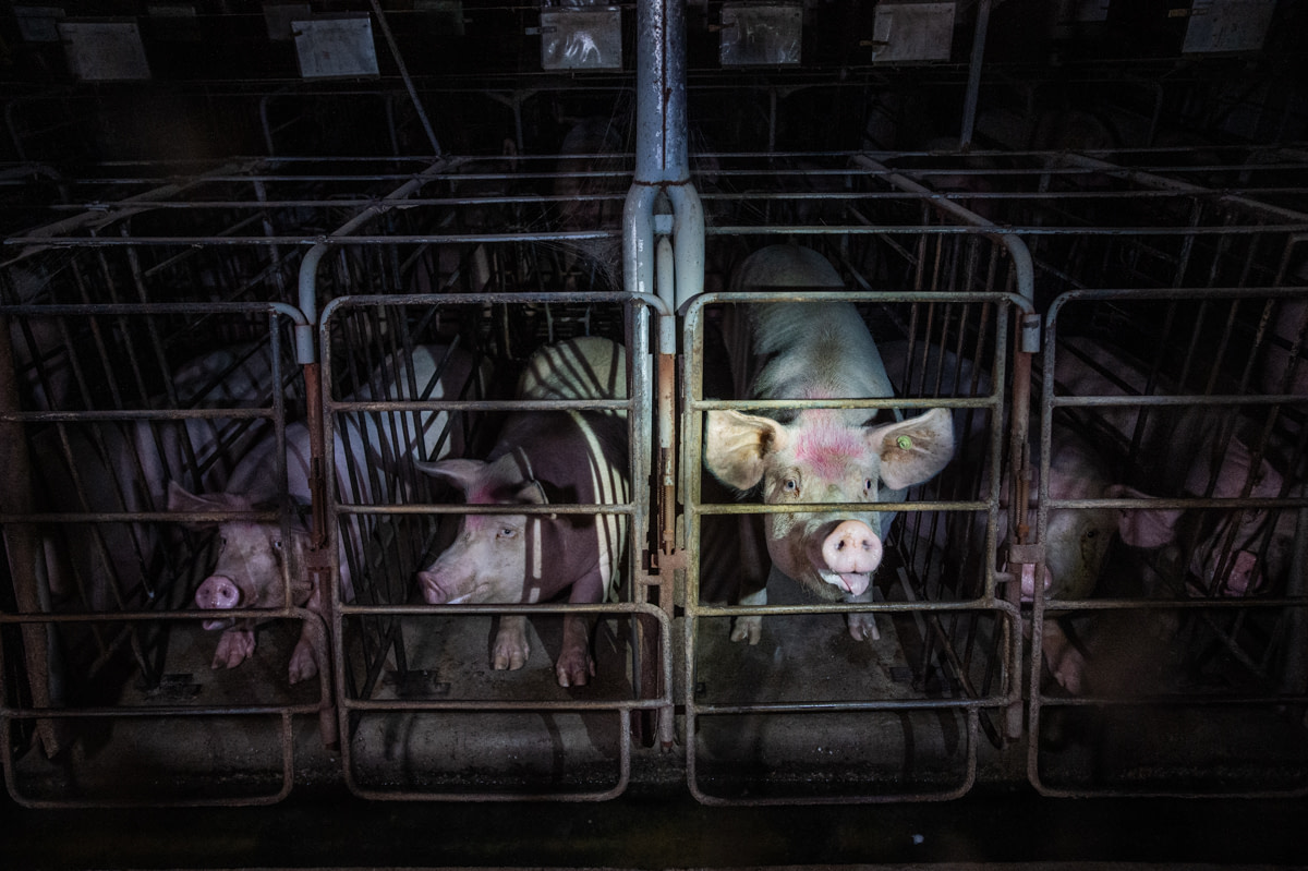 Sows look out from gestation crates at an industrial pig farm in Quebec. Canada, 2022. Jo-Anne McArthur / We Animals Media