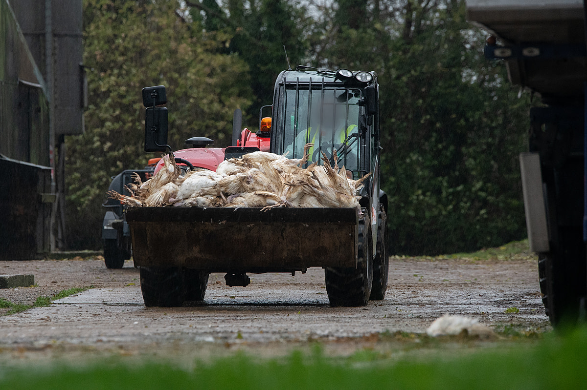 A tractor carries a load of dead turkeys infected with H5N1 out from the shed where they were killed during a disposal operation at a farm with an avian influenza outbreak. Wymondham, Norfolk, United Kingdom, 2022. Ed Shephard / Generation Vegan / We Animals Media