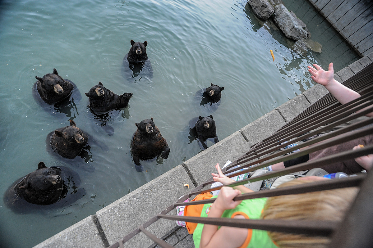 Black bears begging for food from tourists at Marineland.