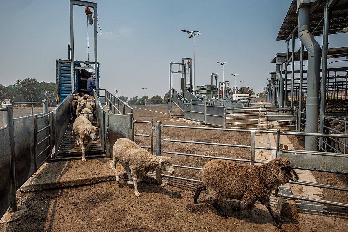 At this sale yard in New South Wales sheep sales are much higher than usual because of the drought and fires. Australia, 2020. Jo-Anne McArthur / We Animals Media