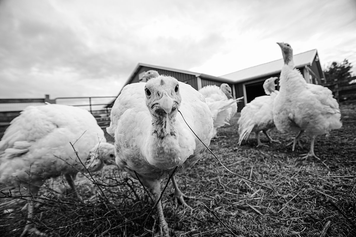 Rescued turkey poults at Farm Sanctuary. USA, 2010. Jo-Anne McArthur / We Animals Media