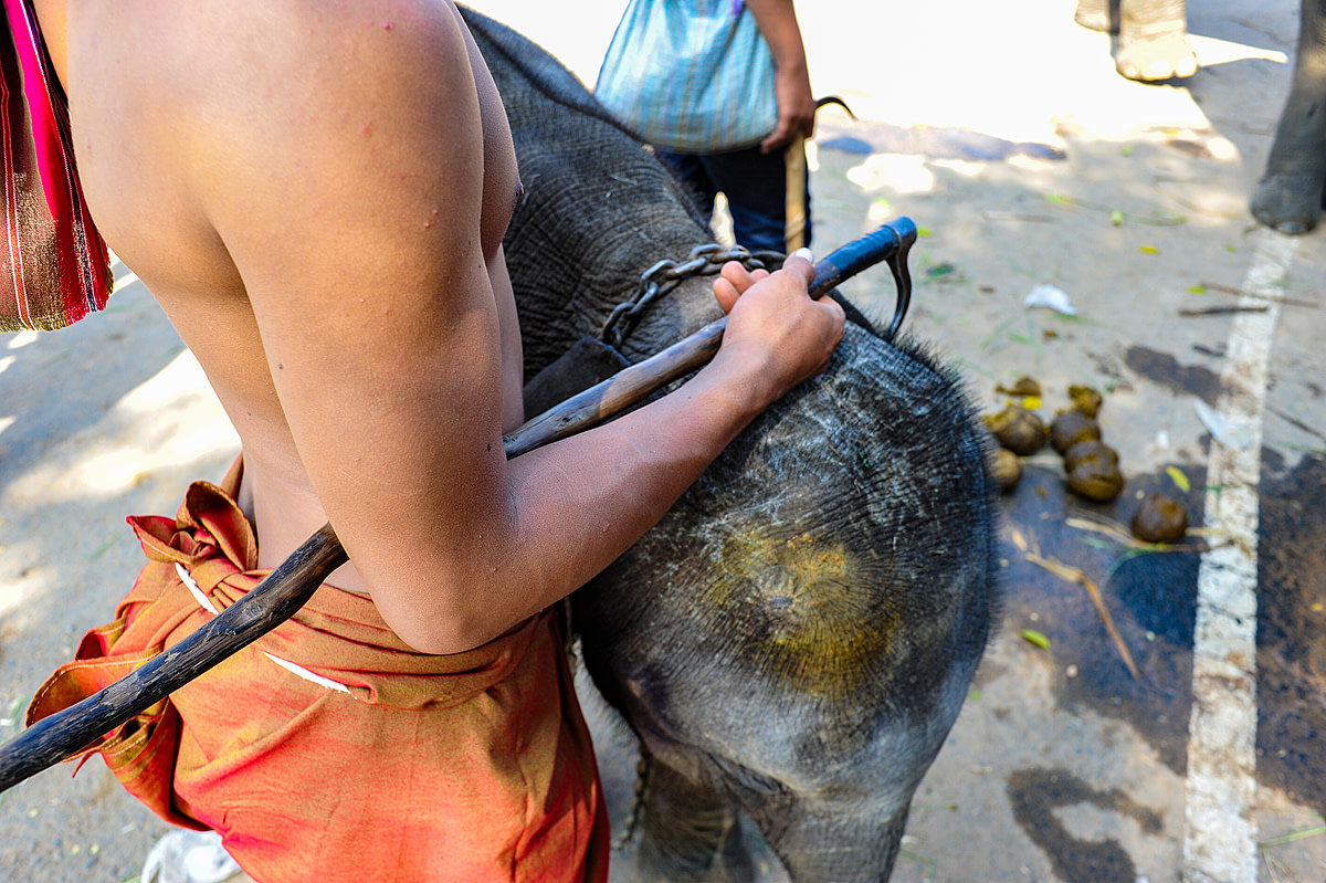A mahout controls his young Asian elephant calf with a bull hook at the Surin Elephant Festival, Surin, Thailand. The annual festival was originally a trading event where mahouts would gather to trade elephants but has now developed into Thailand's largest tourist event and attracts hundreds of thousands of local and international visitors. Thailand, 2011. Adam Oswell / We Animals Media