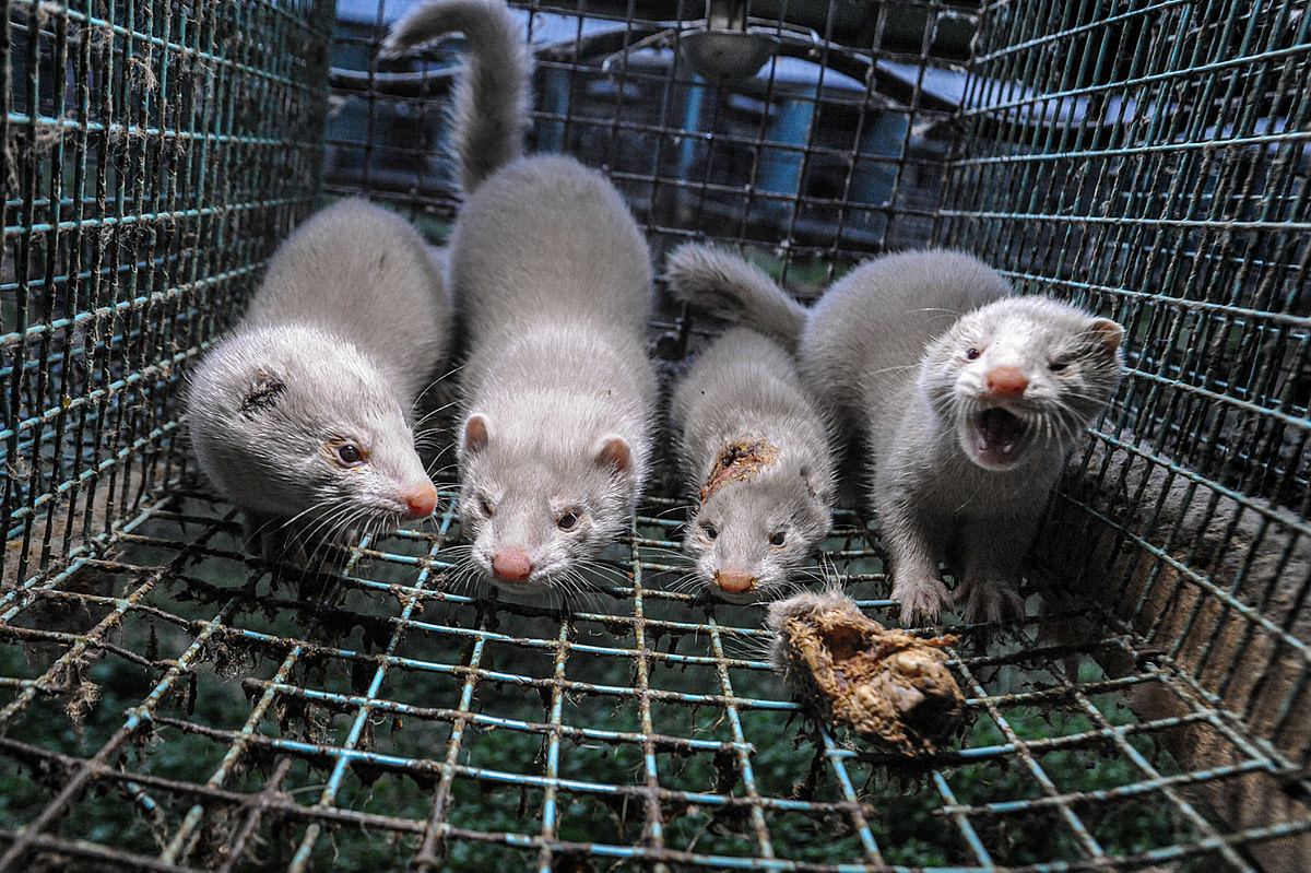 Mink frequently wound and cannibalize one another in the cramped conditions of fur farms. Sweden, 2010. Jo-Anne McArthur / Djurrattsalliansen / We Animals Media