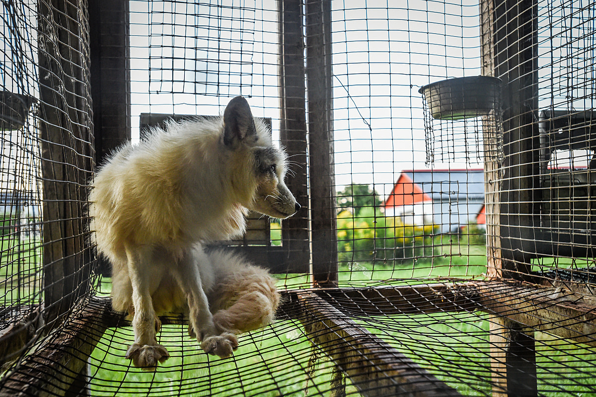 Two farmed foxes dwell side by side, alone in barren cages at a fur farm in Quebec, Canada. These calico or marble-coated foxes spend their entire lives separated from each other and inside these types of cages. They are used for breeding or will themselv