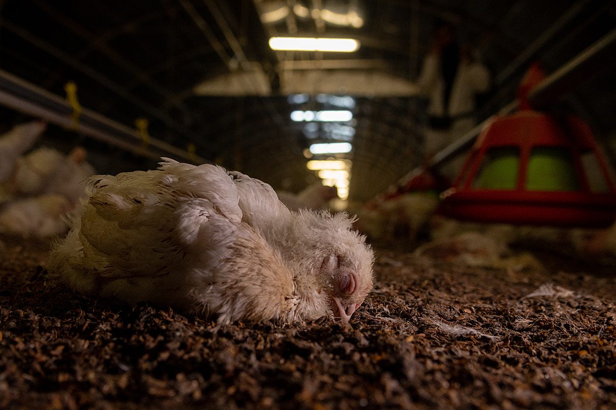 A sick chicken lies on the floor of a broiler farm in Italy. When the chicken have physical issues, they receive no individual attention and are left to die. Chickens unable to stand cannot reach water dispensers from which to drink and will eventually die of thirst.
