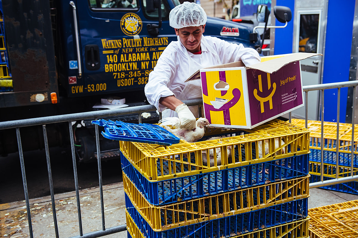 A worker outside a kosher poultry store grabs a chicken by the wings to put the bird in a box for a woman who will use the animal as part of the Kapparot ritual. Williamsburg, Brooklyn, New York, USA, 2022. Victoria de Martigny / We Animals Media