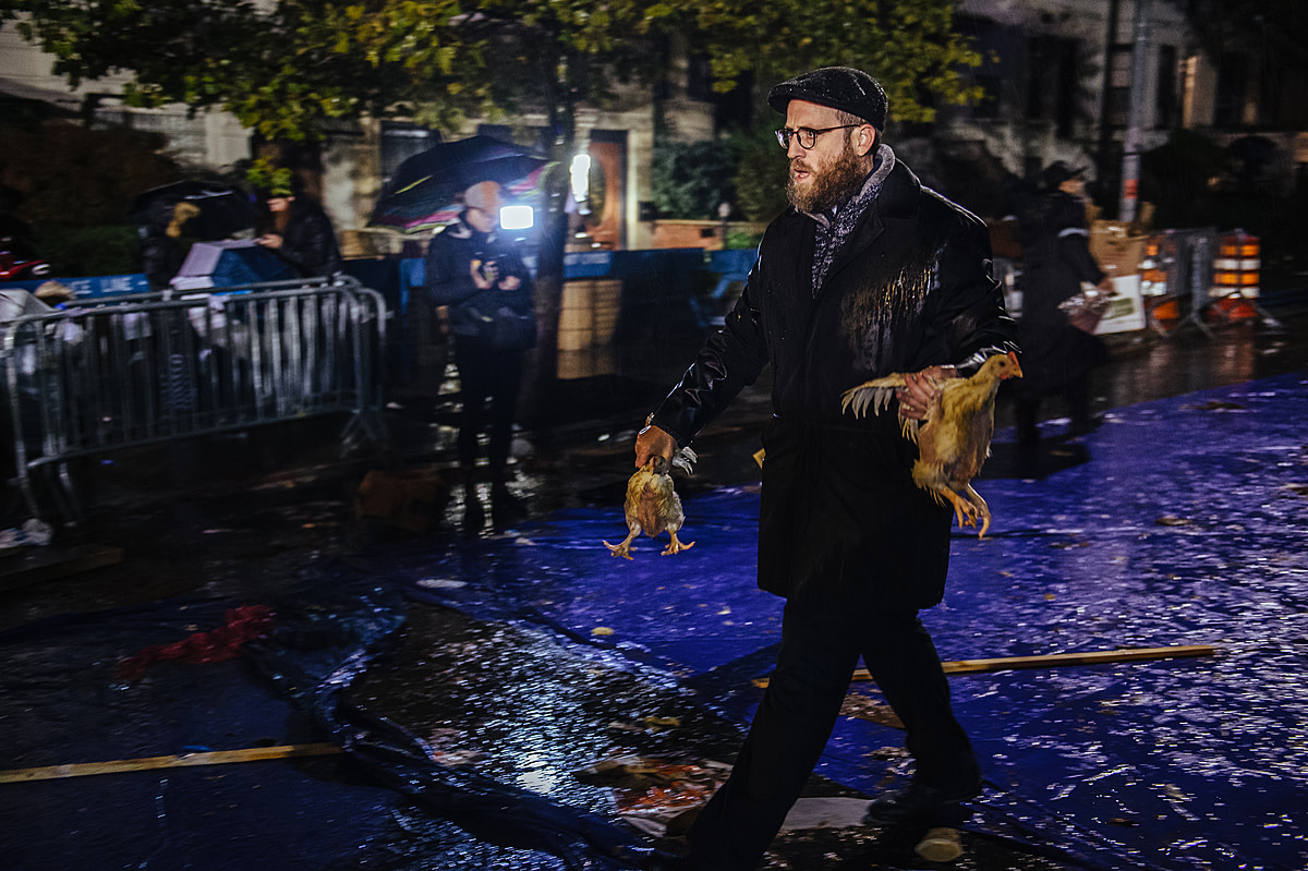 A practitioner walks briskly through the rain holding two chickens by their wings. He is bringing them to a makeshift slaughterhouse set up inside a dumpster at the corner of the street, where their necks will be slit as the final part of the Kapparot ritual. Crown Heights, Brooklyn, New York, USA, 2022. Victoria de Martigny / We Animals Media