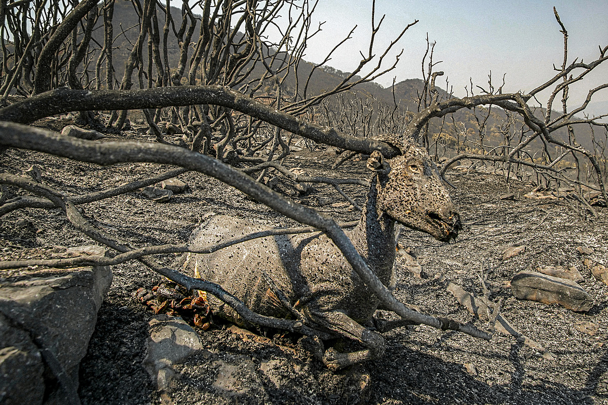 A dead goat, burned alive, lays in the burned landscape outside the village of Mynthi in the Peloponnese peninsula in Greece.