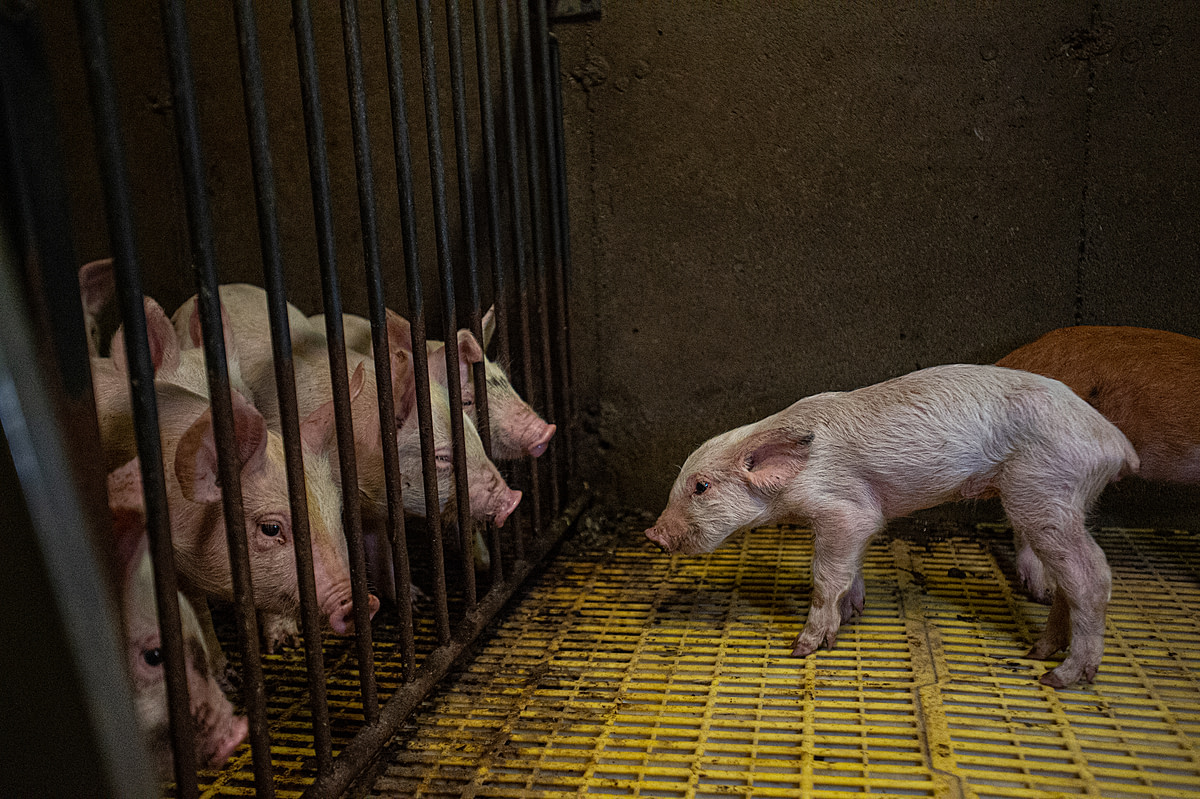 Curious piglets look at one another from inside a small pen. The pig on the right is ill and too thin. At this farm, there are no windows facing the exterior and the pigs live in darkness. Canada, 2020. Jo-Anne McArthur / We Animals Media
