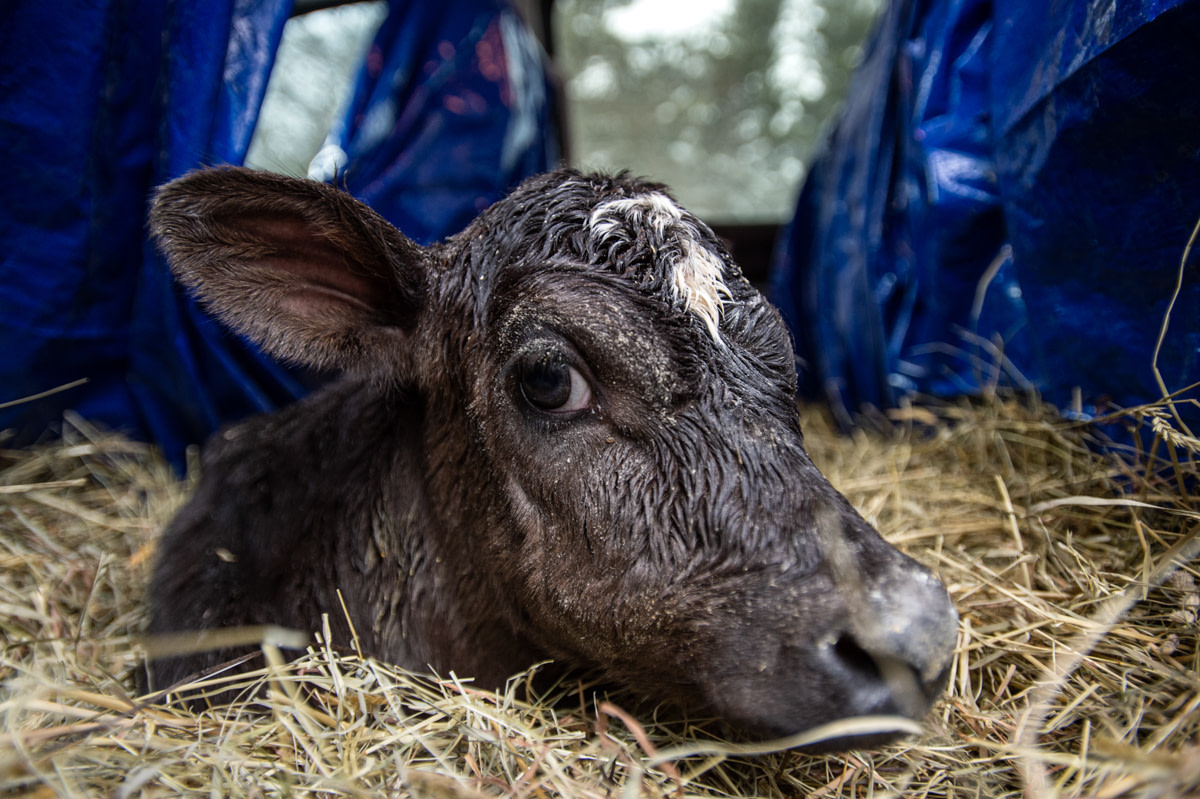 A new born calf is rescued from a dairy farm by activist Jason Bolalek. Here, she lies in some straw in the back of Bolalek's truck. She will be transported to veterinary care at Cornell University and then to her new home at Mockingbird Farm Sanctuary. USA, 2022. Jo-Anne McArthur / We Animals Media