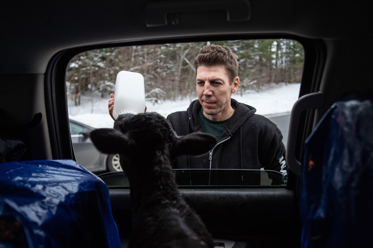 Activist Jason Bolalek bottle feeds a young calf, who he has rescued from a dairy farm. She is taken to Cornell University for veterinary care and then brought to Mockingbird Farm Sanctuary. USA, 2022. Jo-Anne McArthur / We Animals Media