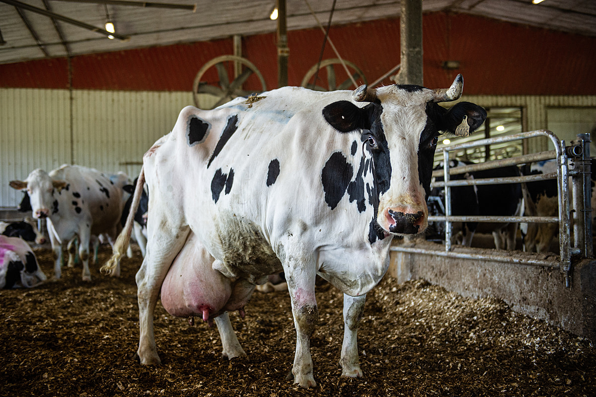 A cow with a very full and heavy-looking udder stares inquisitively at the camera at a dairy farm in Quebec, Canada. This cow had just given birth and one of the teats on her udder is injured. Despite this, she is still very curious about the photographer.