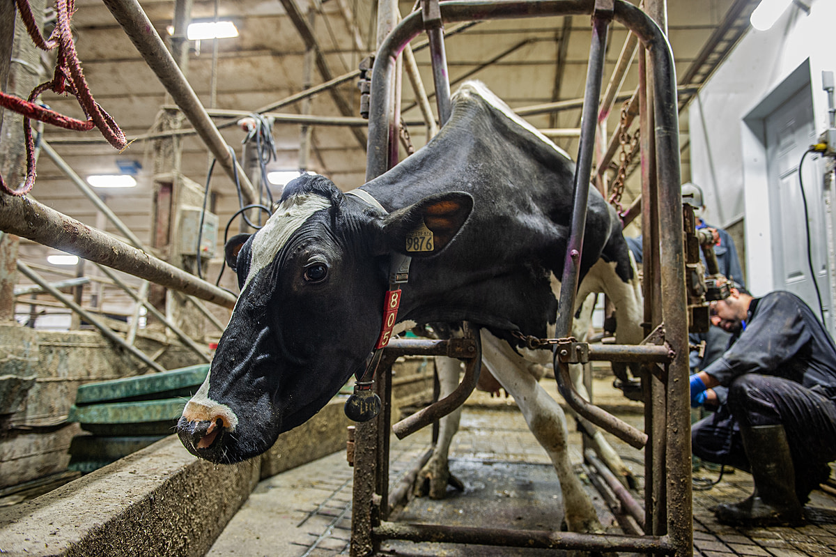 A dairy cow stands inside a restraint while she receives an annual hoof trimming at a dairy farm in Quebec, Canada. It is necessary for every cow's hooves to be trimmed so they do not become overgrown, but it can be a very stressful experience for each animal since the cows are forcibly restrained for approximately 15 minutes inside a specialized hoof trimming chute. This cow appears frightened and distressed, and resists the procedure. The floor underneath her gradually becomes slippery and coated with excrement, risking serious injury to her while she is forced to stand on three legs throughout the process.