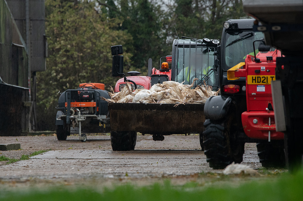 Tractors carry loads of dead turkeys infected with H5N1 out from the shed where they were killed during a disposal operation at a farm with an avian influenza outbreak.  UK, 2022. Ed Shephard / Generation Vegan / We Animals Media