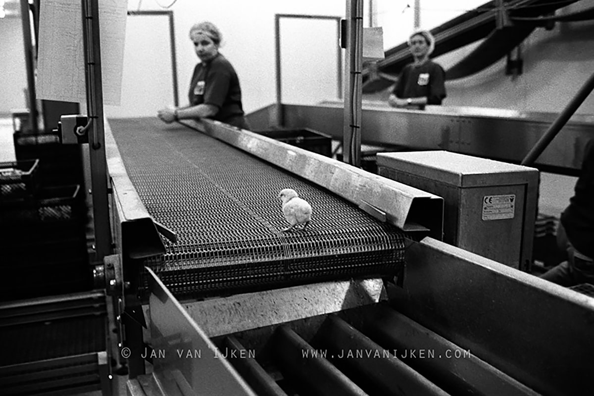 Poultry Farm