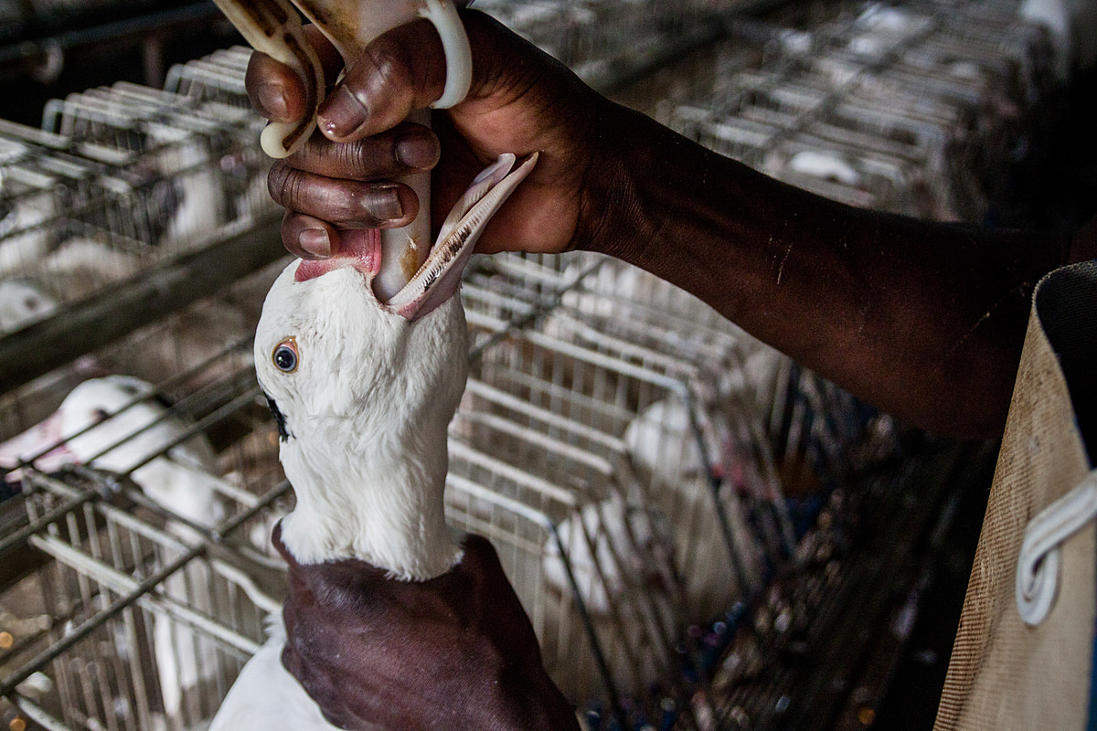 To produce the luxury food item foie gras, ducks and geese are force-fed to fatten their livers up to 10 times their natural size. Spain, 2011. Luis Tato / HIDDEN / We Animals Media