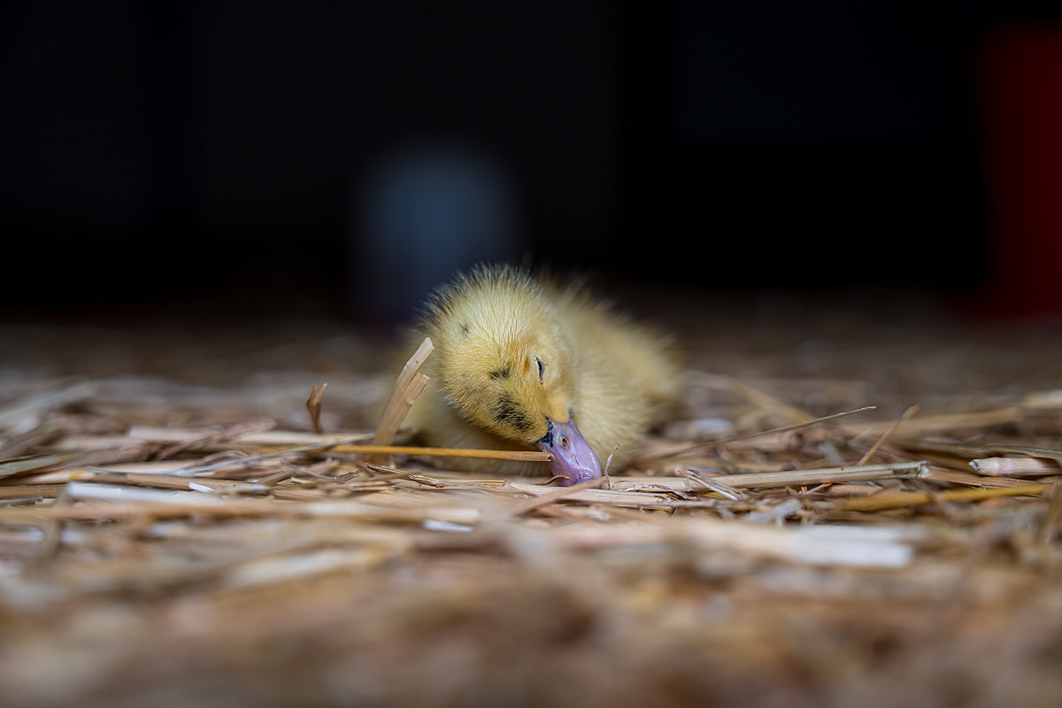 A dying duckling at a foie gras production farm lies listless and alone on the floor of a rearing area. Undisclosed location, Sort-en-Chalosse, France, 2023. Pierre Parcoeur / We Animals Media