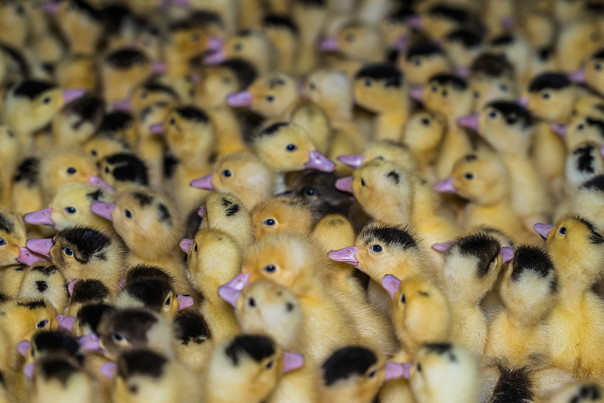 Masses of young ducklings huddle up together on a foie gras production farm. Undisclosed location, Sort-en-Chalosse, France, 2023. Pierre Parcoeur / We Animals Media