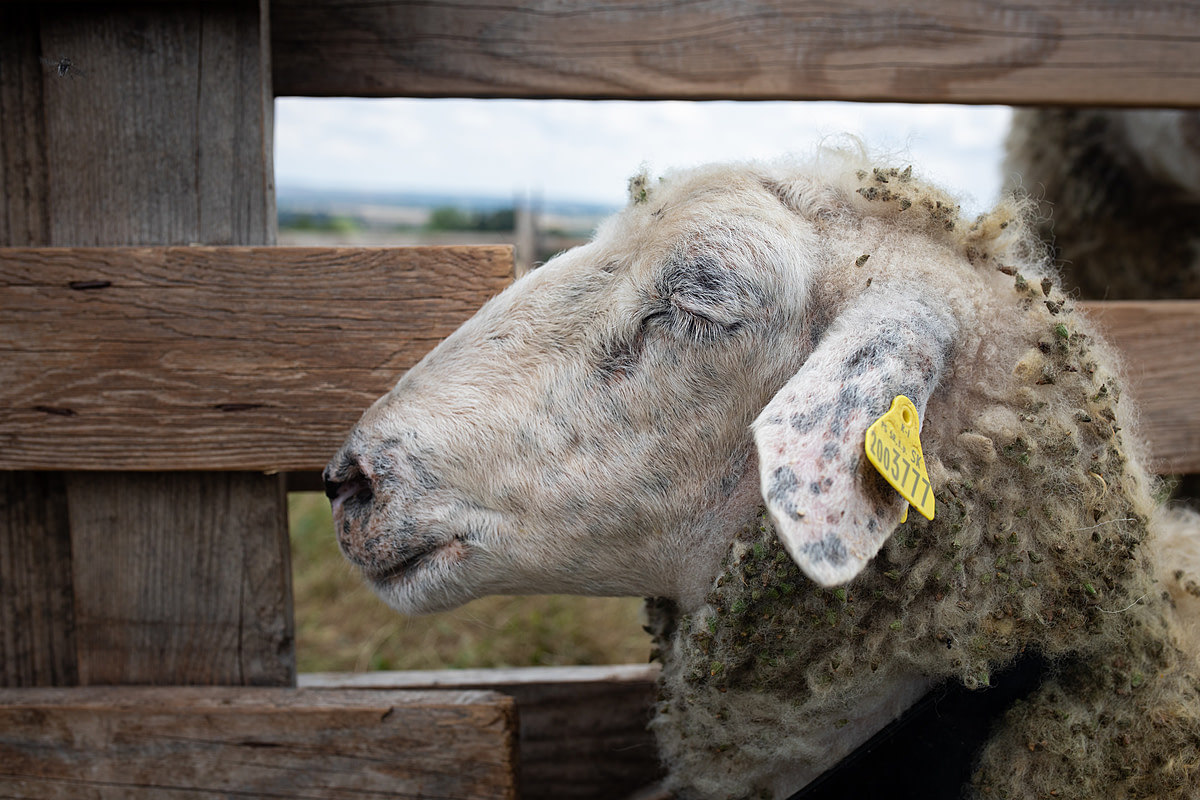 A recently milked ewe at a dairy farm closes her eyes as she rests on the ground, her wool filled with bits of common agrimony. The milking process in the day's sweltering heat is stressful and exhausting for the ewes. Stankovce, Trebisov District, Kosice Region, Slovakia, 2023. Zuzana Mit / We Animals Media