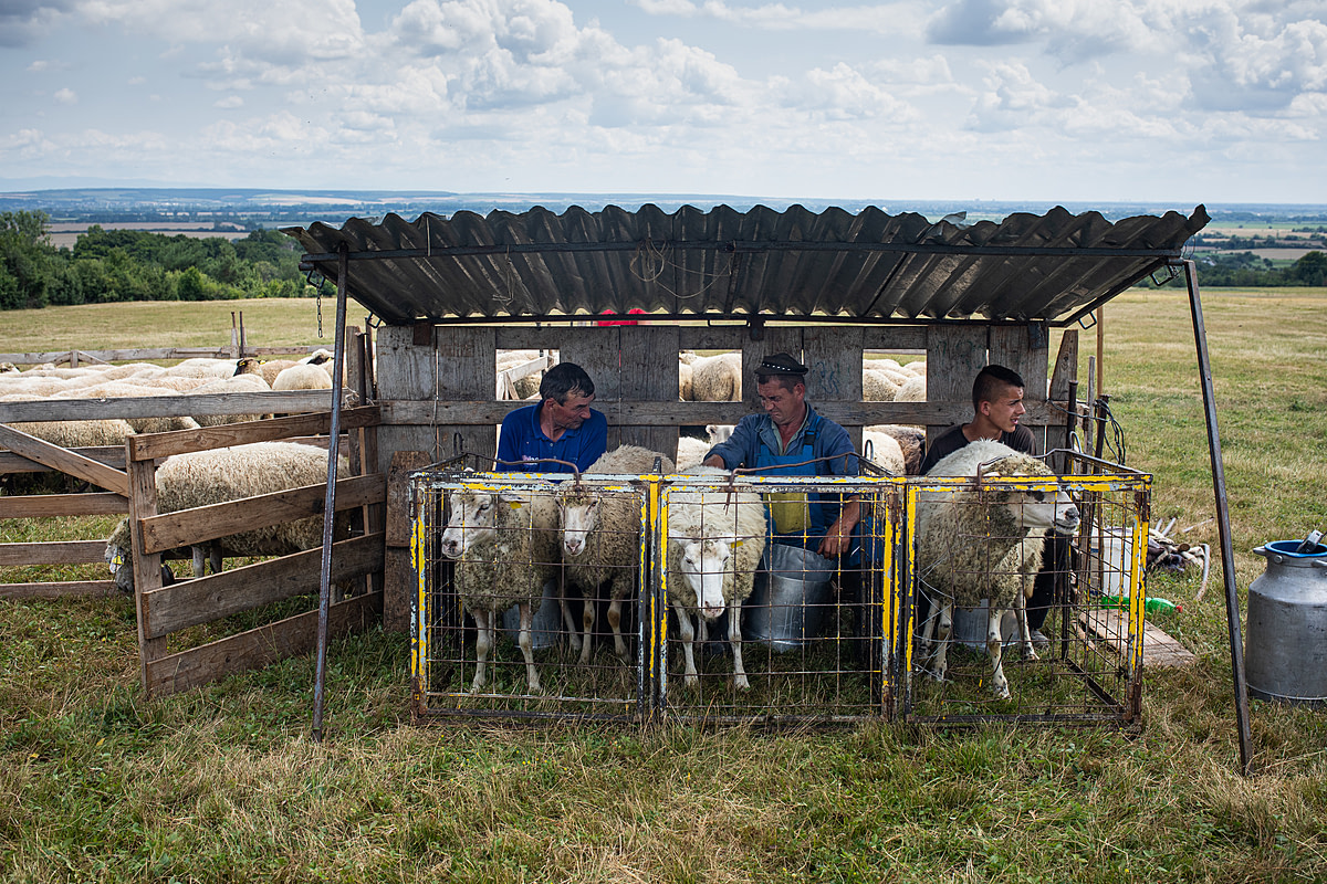 Three ewes are hand-milked inside a small open-sided shed at a dairy farm. The milk's smell fills the air, and a milk can sits nearby in the high summer heat. Recently milked ewes and others awaiting milking occupy an adjacent pen without provision for shade or other relief from the heat. Stankovce, Trebisov District, Kosice Region, Slovakia, 2023. Zuzana Mit / We Animals Media
