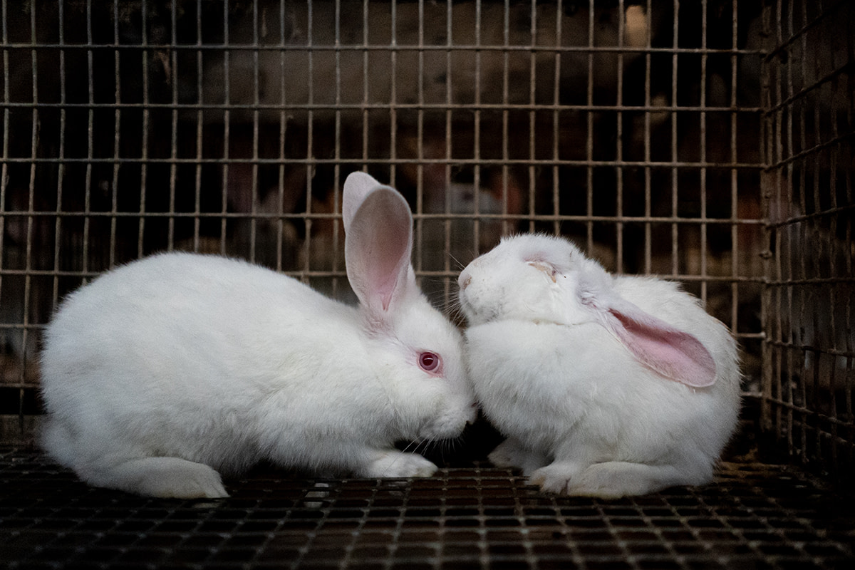 Factory rabbit farm: one of the rabbits cuddles with a sick companion. Poland, 2019. Bogna Wiltowska