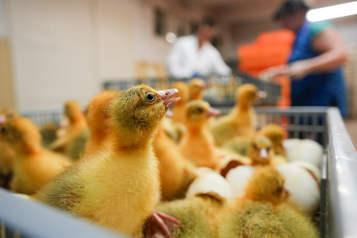 Poultry hatchery: This little goose looks at the world in their first minutes of life. Poland 2023. Bogna Wiltowska
