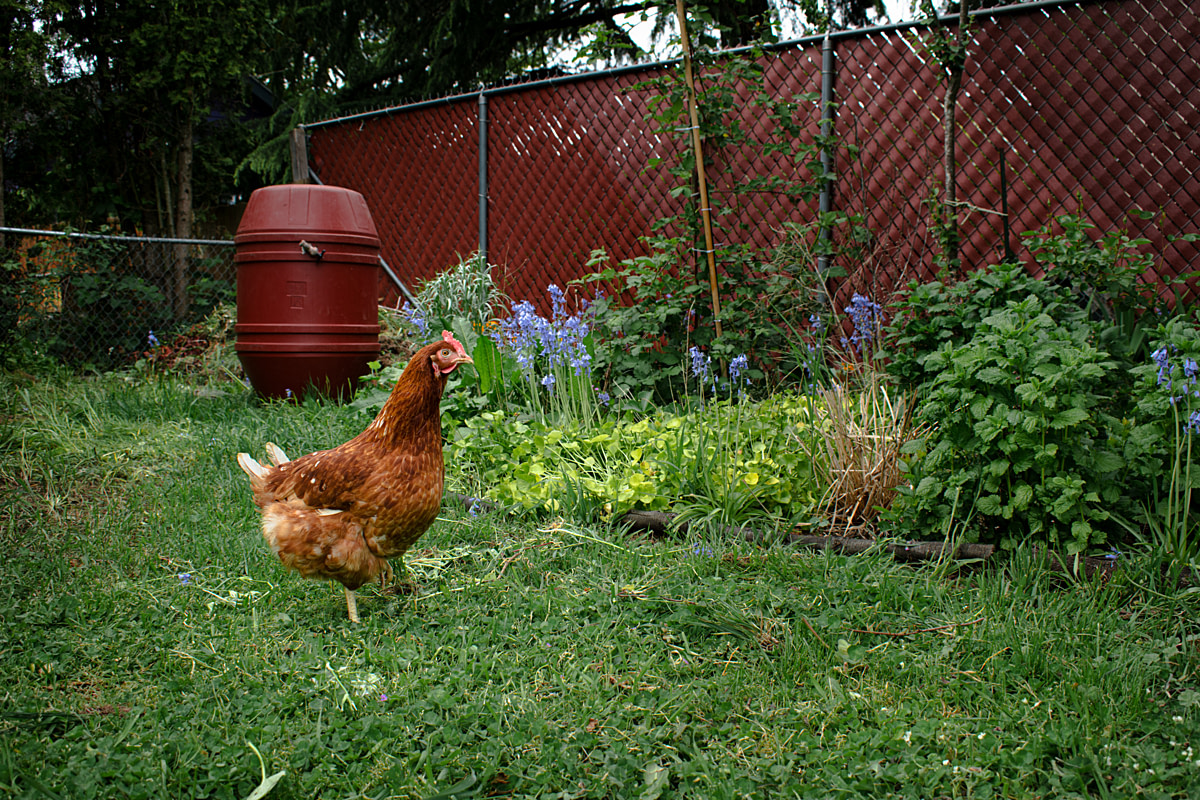 Rosemary, a former laying hen rescued from a cage-free, organic farm, ventures into the herb garden of a rescuer's backyard during her first few weeks of quarantine. Rosemary was one of the healthiest hens rescued from the farm, possibly because she is a breed who could better handle the stressful conditions she lived under on the farm. Oregon, USA, 2024. Diana Hulet / We Animals Media