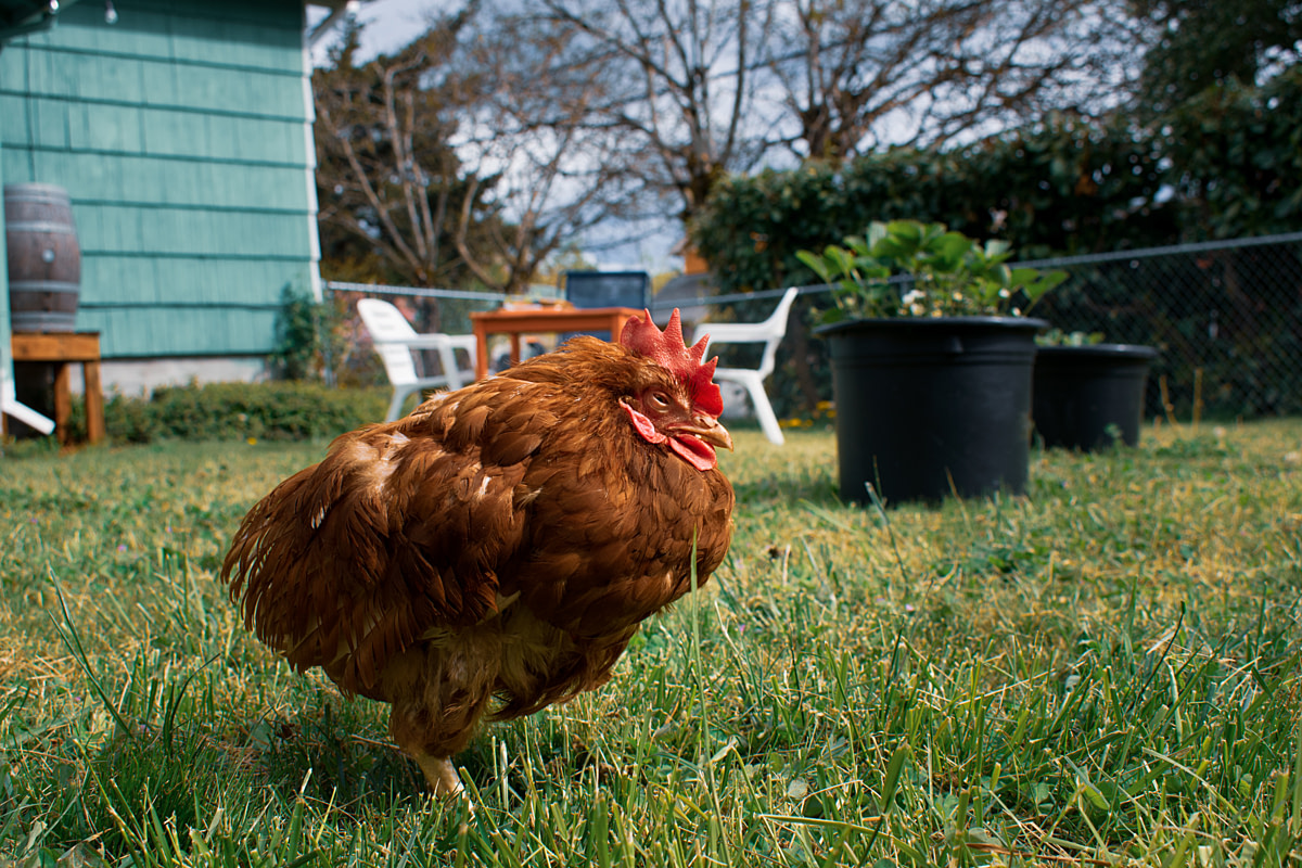Sage, a former laying hen rescued from a cage-free, organic farm closing its operations, enjoys the warmth of the sun in a supervised backyard outing. After over two weeks of medical care, Sage was unable to recover from her previous life and rescuers made the difficult decision to humanely euthanize her. Oregon, USA, 2024. Diana Hulet / We Animals Media