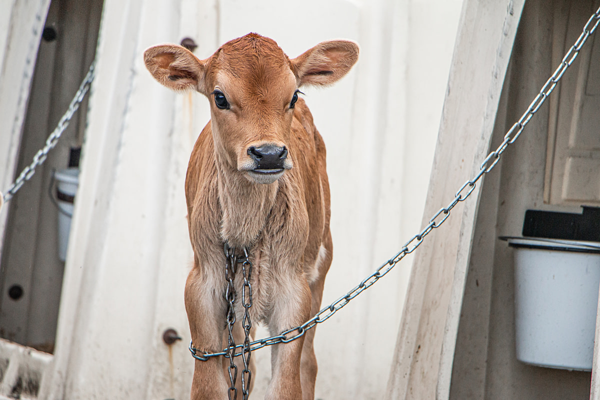 An emaciated calf on a small dairy farm stands tangled in the chain that attaches them to a plastic hutch by the side of a road. On dairy farms, calves are taken from their mothers and isolated in hutches to prevent them from consuming their mother's milk. Vermont, USA, 2022. Ira Moon / We Animals Media