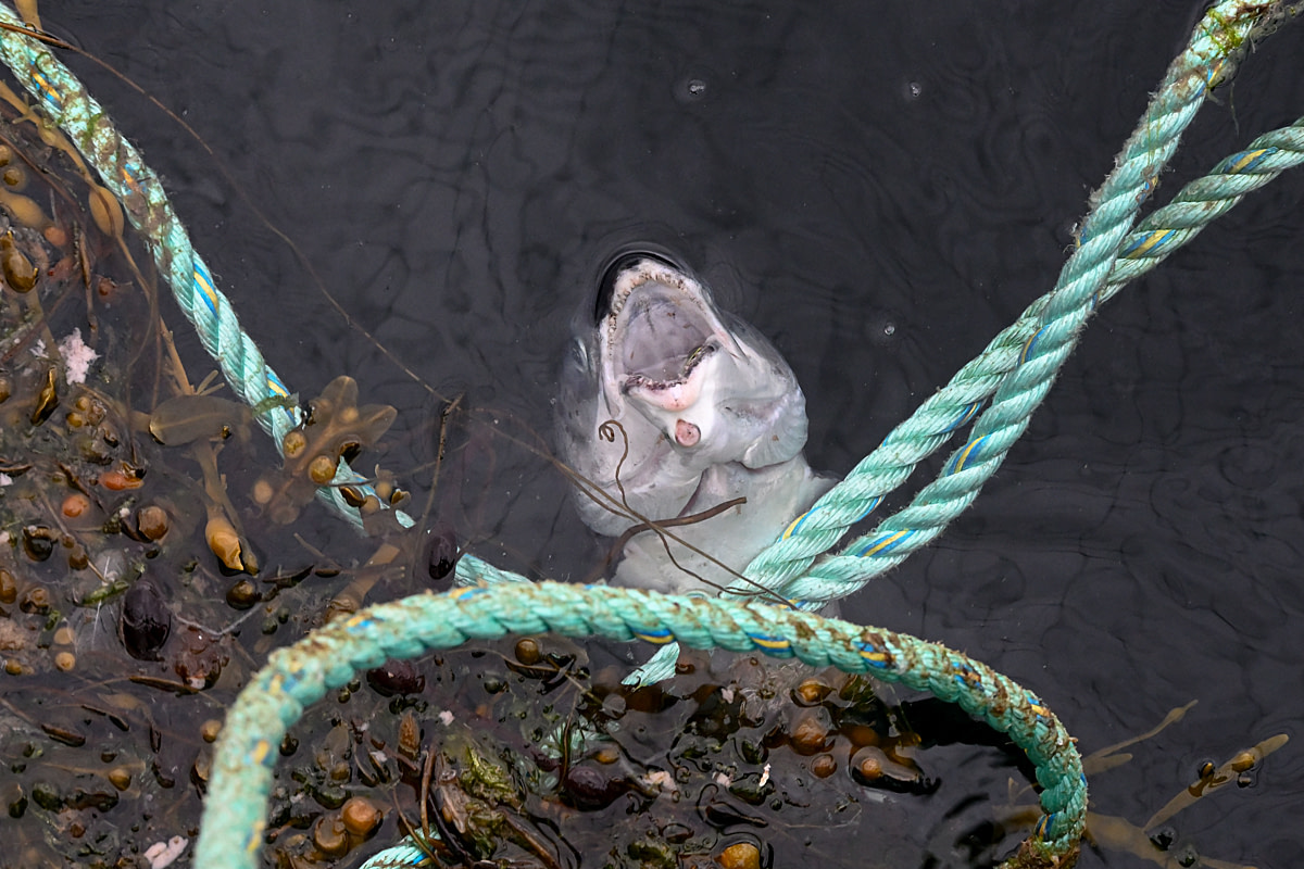 A dead Atlantic salmon, their face appearing to look up from beneath the water's surface, floats inside a salmon farm sea cage. Scotland, United Kingdom, 2023. Ed Shephard / We Animals Media